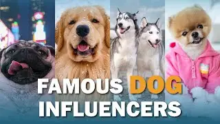 Famous Dog Influencers | Talkin' Dogs