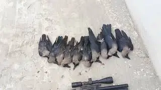 Pest control crow shooting with pcp#airgunhaunting #22longrifle  #review #firearmphotography