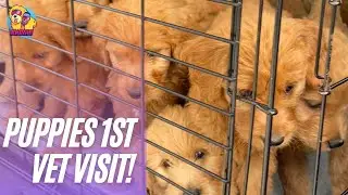 Puppies First Vet Visit!