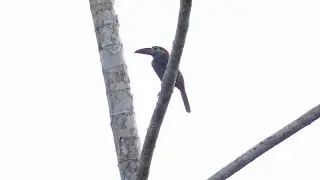 Guianan Toucanet (Selenidera piperivora) female, French Guiana