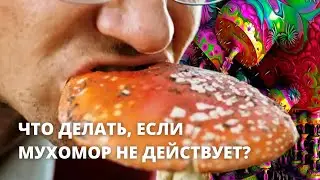 Что делать, если Мухомор не действует? Владимир Епифанцев