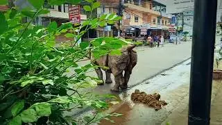 One Horned Rhino Pooping!