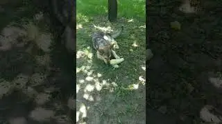 Овчарка Ася ест кабачок 