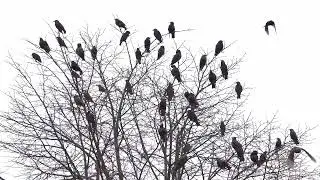 A tree full of Starlings