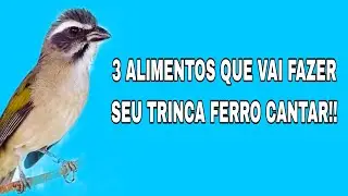 3 ALIMENTOS QUE VAI FAZER SEU TRINCA FERRO CANTAR!!