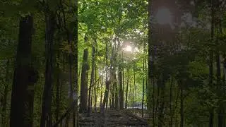 Wet-Mesic Flatwood 3