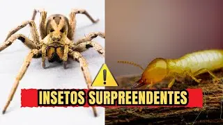 10 INSETOS SURPREENDENTES Que Vivem na Sua Casa – Eles São Perigosos ou Inofensivos?