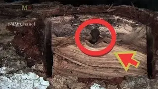 this hollow wood reminds me of the most delicious thing in the world.. sawmill