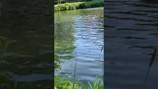 Feeder fishing