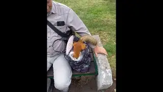Сегодня покормили 5 белок. СМОТРИТЕ, КАК ОНИ ДОБЫВАЮТ ЕДУ ;)))