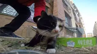 吃猫粮的猫子们，趁火打劫赶快撸猫