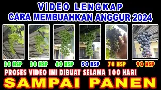 Video Lengkap Cara Membuahkan Anggur 2024 🍇🍇 #anggur #anggurimport