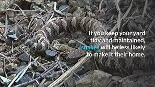 8 easy ways to keep snakes away from your yard