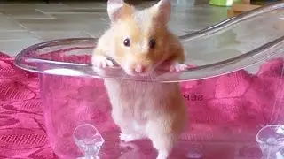 Java the tiny Hamster is dancing in stop motion!