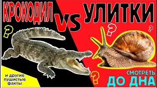 Пушистые факты