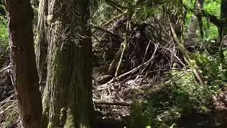 Hey Bigfoot, Are you Home?