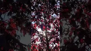Юрий Шатунов 