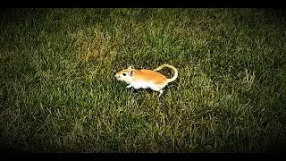 When gerbils start running on the grass