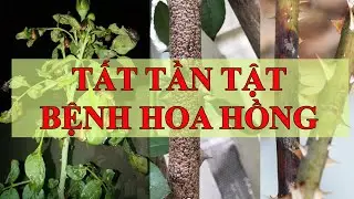 Cách nhận biết và chữa trị tất cả các bệnh của cây hồng