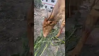 Ganayogi Sangh vijayapura ￼| Prakash RK