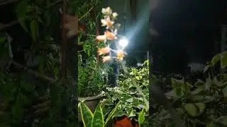 Цветет суккулент. Просто красиво..