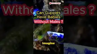 Guppy Fish Care - Can Guppies Have Babies Without Males ? #fishtank #aquarium #guppychannel