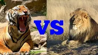 Лев против тигра. Lion against tiger. Животные. Батл животных.