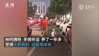 Auntie uses shared bike to take her pet goat out for walks