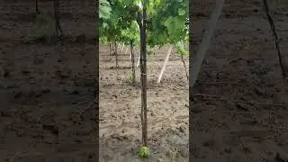Свисающий прирост.формировка винограда🍇 #виноделие #вино