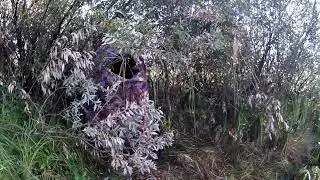 Охота на уток, август, день третий.