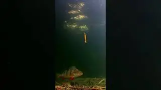 Perch & paddletail. 