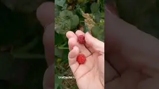 Это просто лучшая малина 