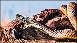 10 Shocking Moments When Eagles Become Prey