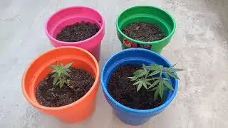 A Beginner's Guide to Growing Cannabis. How to Grow Marijuana for Max Potency Huge Sticky Dank Buds