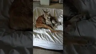Рысь Даша - друзья