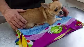 Чихуахуа🐕 в ветклинике / Боне делают прививку💉