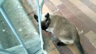 Агрессивный Кот дерется