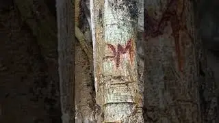 hike Trail No 4 
