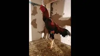 хинт .