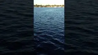 Dolphins i caught on my cell while on set of Random Tropical Paradise. December 2015