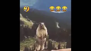 You Will Be Shocked😂#shorts#funny#tiktok#trending#youtubeshorts#shorts#viral#funny#meme#funnymeme