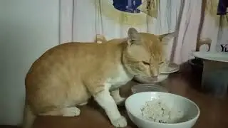 Meet nonoy the stray cat love to drink milk and eating fish with rice