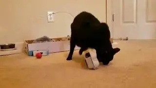 paw food puzzle