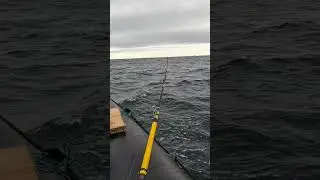 ПОКЛЁВКА ЗАЧЁТНОЙ РЫБЫ В МОРЕ