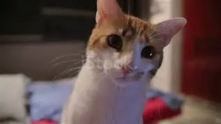 Beautiful Funny Cat Touching The Lens Of Camera too Cute