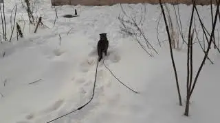 Сборник видео. Тишкины зимние прогулки.
