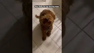 Tap dancing puppy! #funnydog #cutedog #foryou