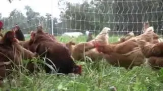 Free-range chickens at Caledonia Farm
