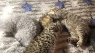 КОТЯТА-20 дней🐈🐈🐈🐈🔥