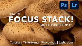 Learn How To Focus Stack Your Macro Images